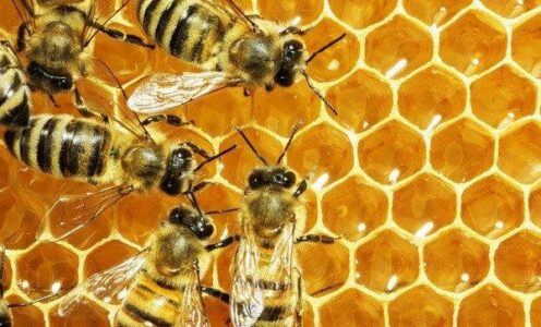 Le rucher de Lorry (Lorry-Mardigny)